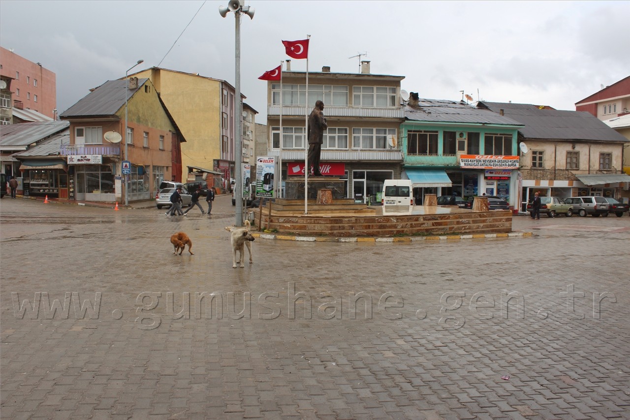 Şiran'da Sokak Köpekleri Sorunu Had Safhaya Ulaştı 2