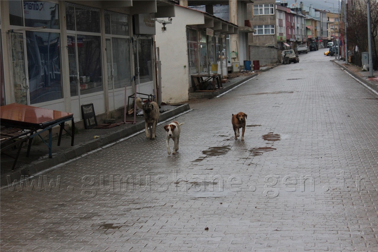 Şiran'da Sokak Köpekleri Sorunu Had Safhaya Ulaştı 12