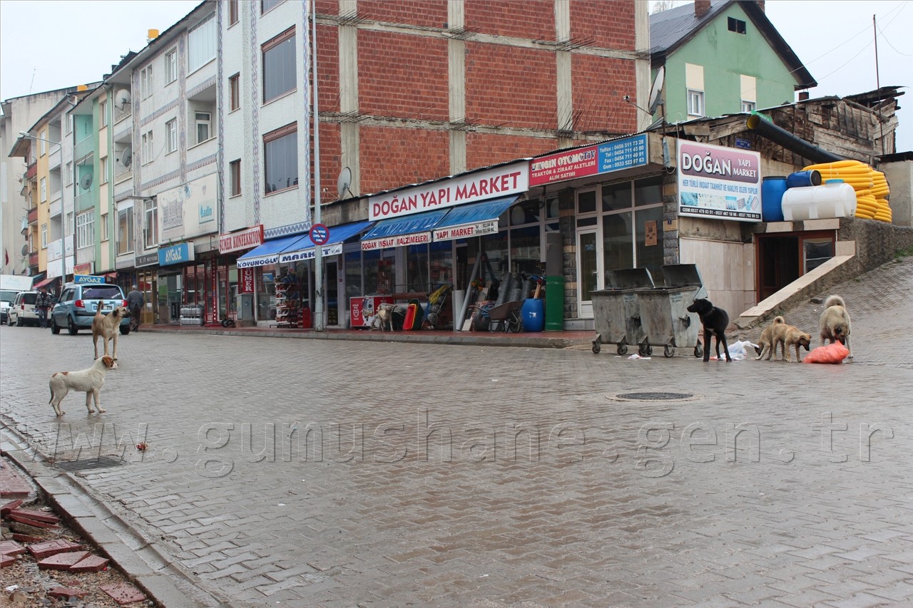 Şiran'da Sokak Köpekleri Sorunu Had Safhaya Ulaştı 3