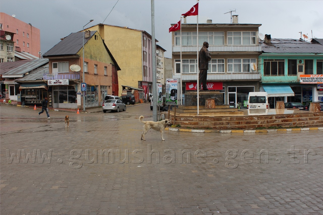 Şiran'da Sokak Köpekleri Sorunu Had Safhaya Ulaştı 13