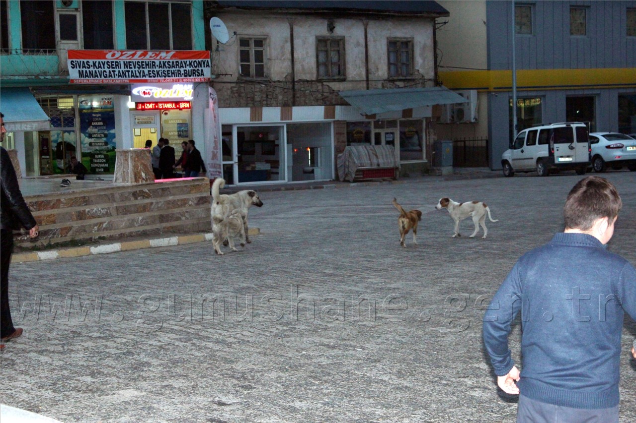 Şiran'da Sokak Köpekleri Sorunu Had Safhaya Ulaştı 4