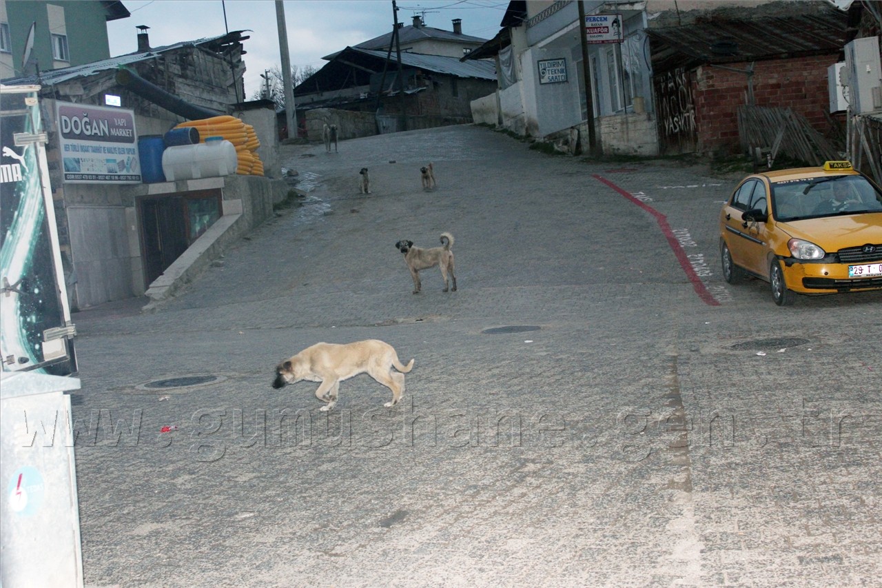 Şiran'da Sokak Köpekleri Sorunu Had Safhaya Ulaştı 5