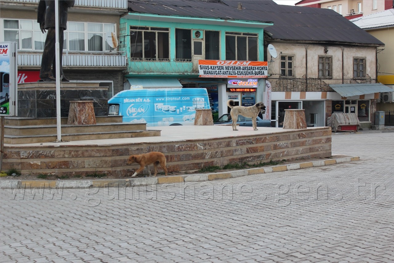 Şiran'da Sokak Köpekleri Sorunu Had Safhaya Ulaştı 14