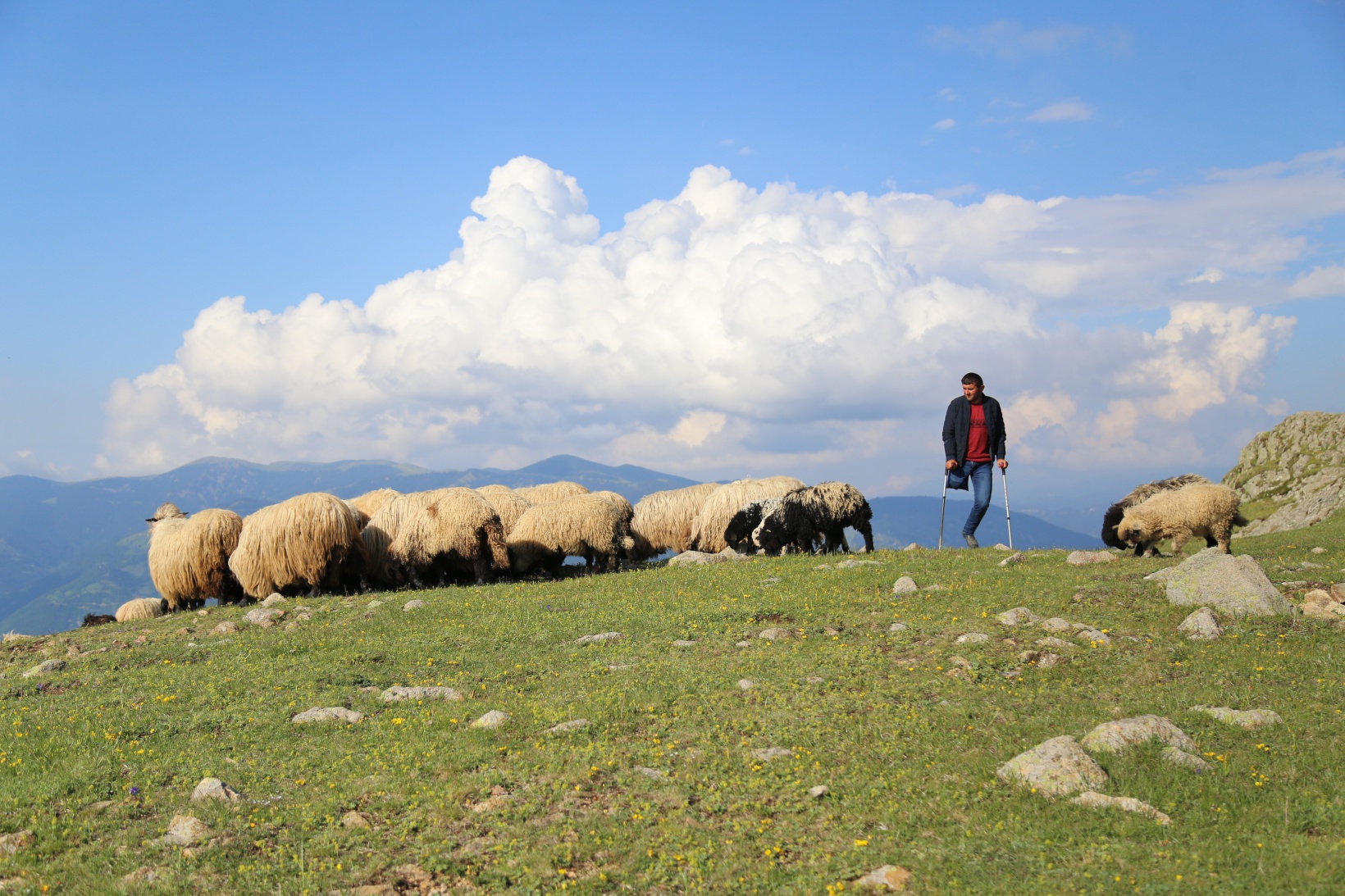 26 yıldır tek bacağıyla hayvanlarını otlatıyor 2