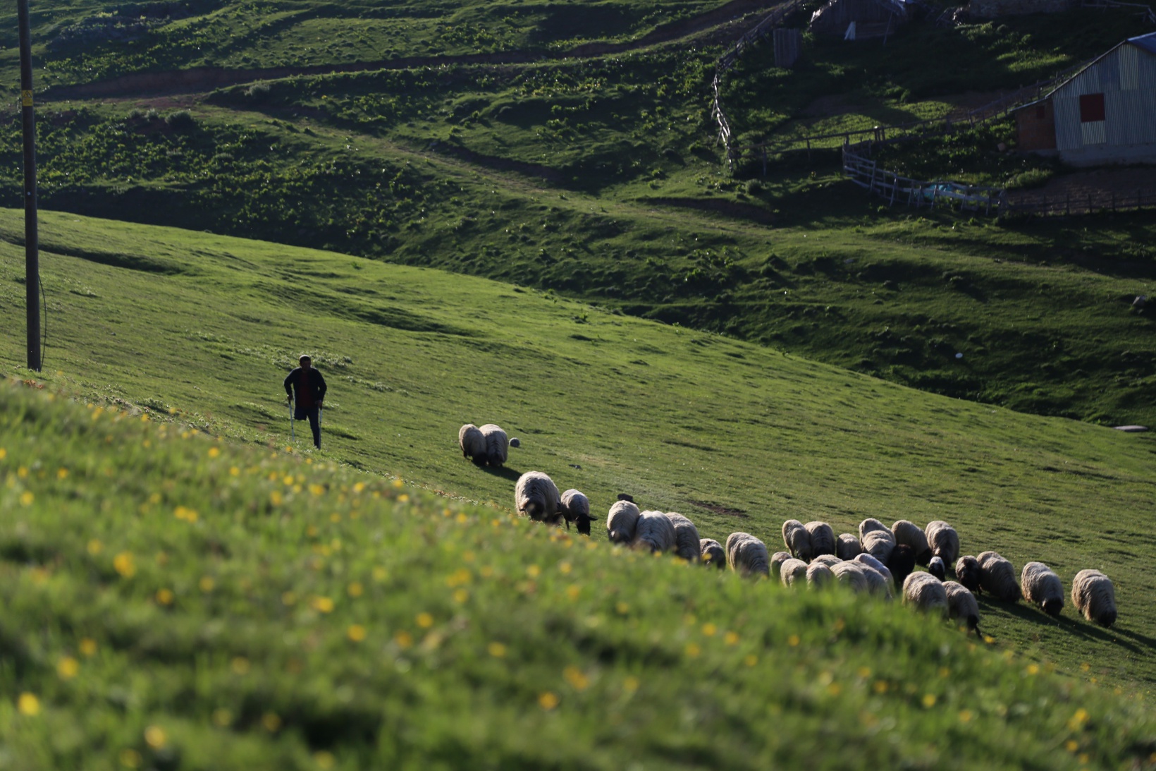 26 yıldır tek bacağıyla hayvanlarını otlatıyor 1