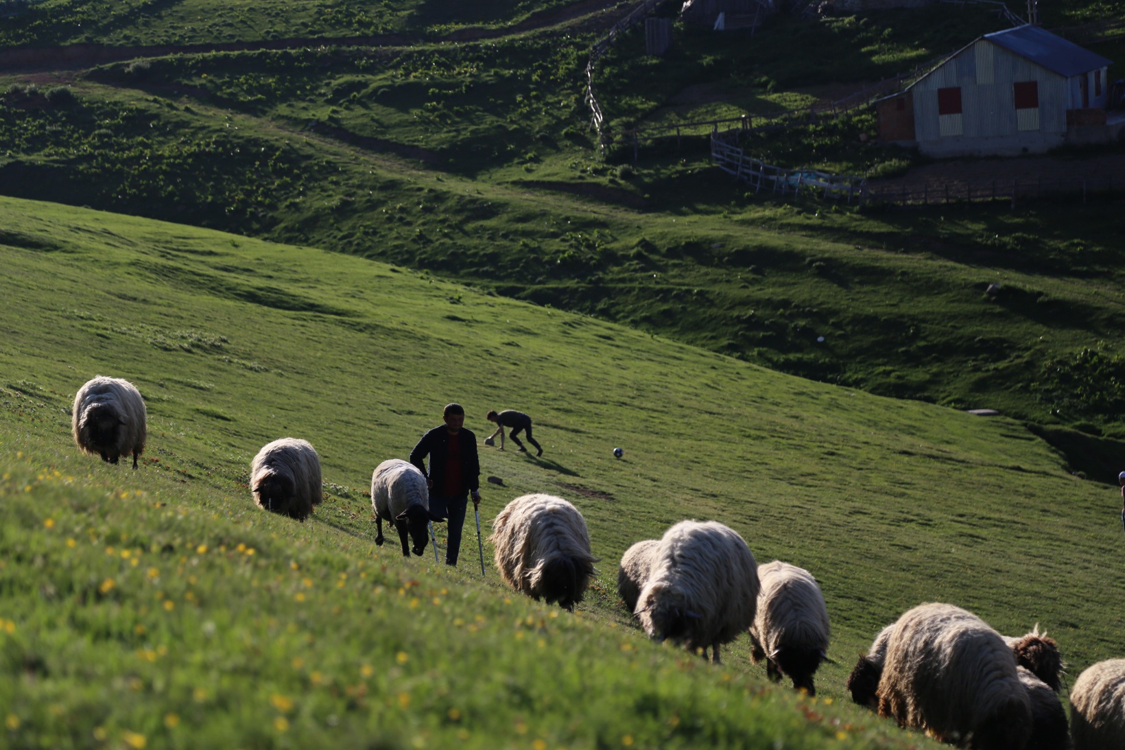 26 yıldır tek bacağıyla hayvanlarını otlatıyor 8