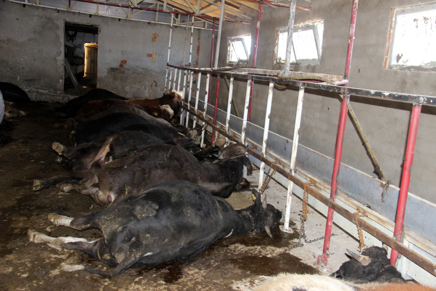 Gümüşhane’de 21 büyükbaş hayvan telef oldu 4