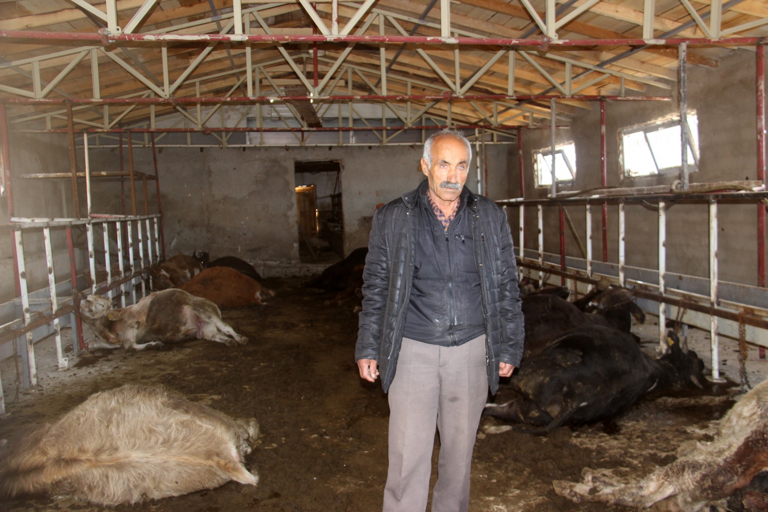 Gümüşhane’de 21 büyükbaş hayvan telef oldu 7