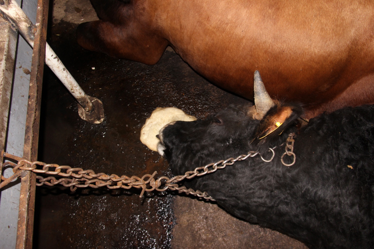 Gümüşhane’de 21 büyükbaş hayvan telef oldu 6