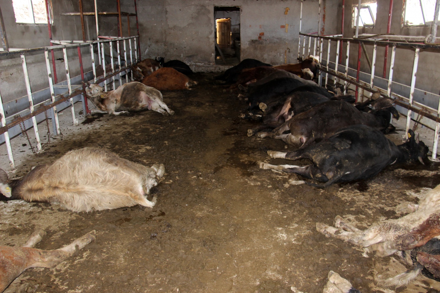 Gümüşhane’de 21 büyükbaş hayvan telef oldu 5