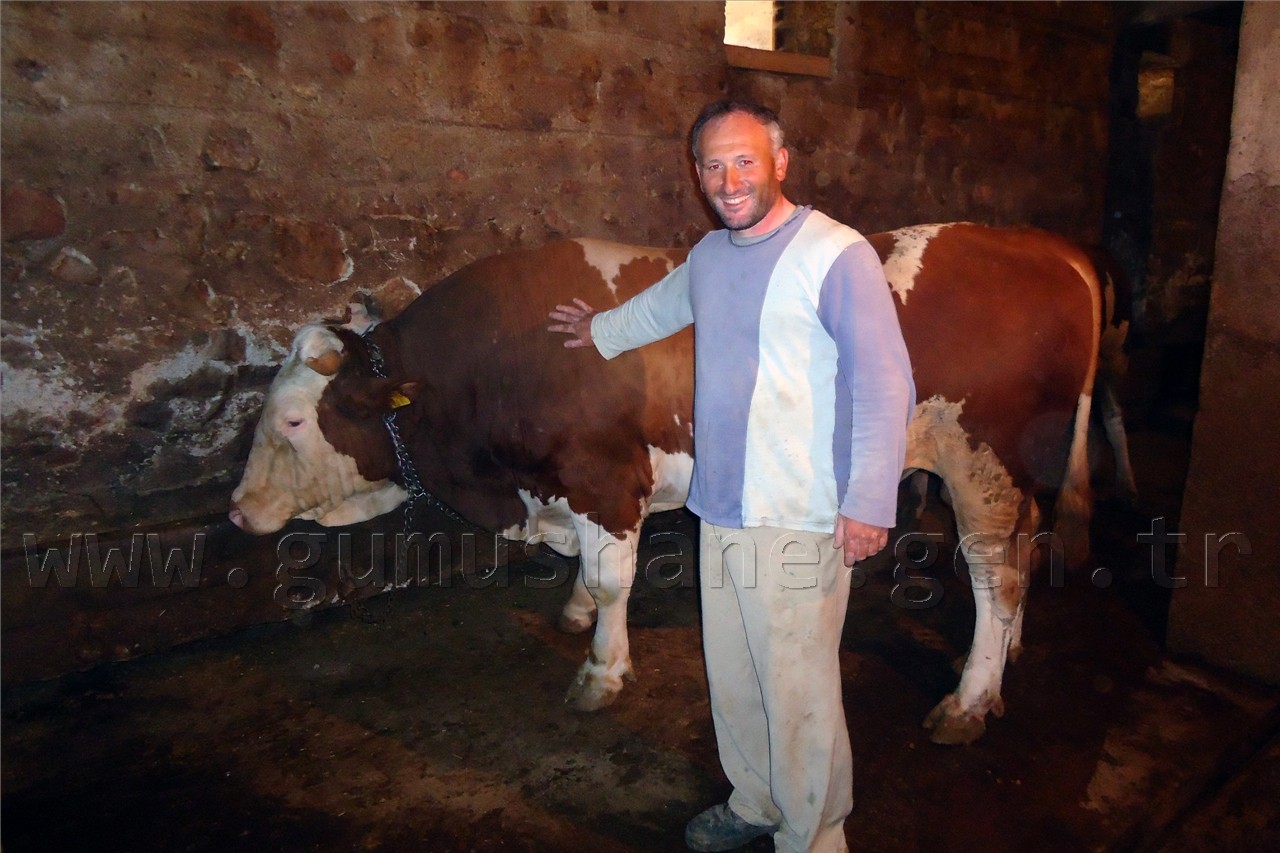 Bir Tonluk 'Toraman' Sahibini Bekliyor 1