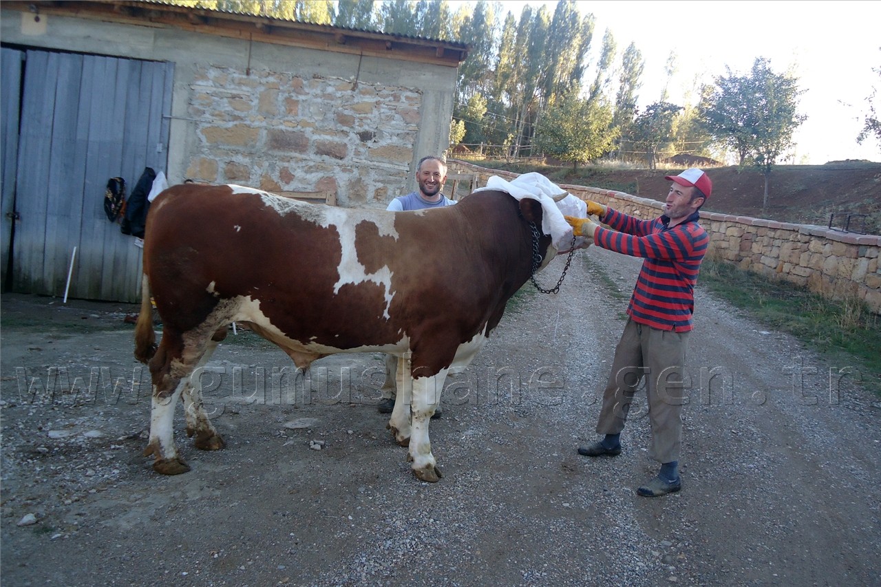 Bir Tonluk 'Toraman' Sahibini Bekliyor 2