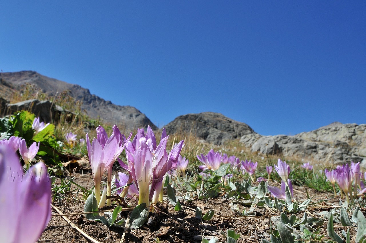 Gümüşhane Yaylalarında Vargit Zamanı 1