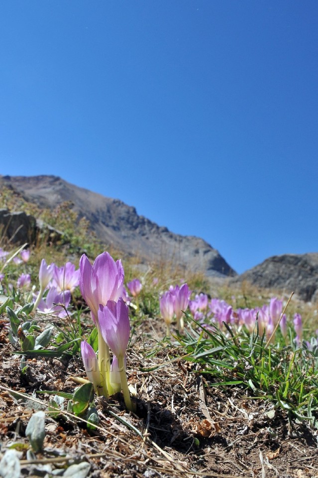 Gümüşhane Yaylalarında Vargit Zamanı 2