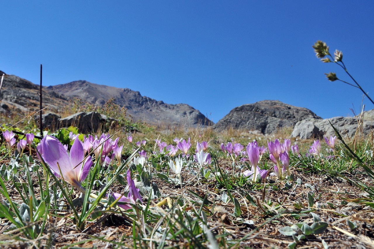 Gümüşhane Yaylalarında Vargit Zamanı 3
