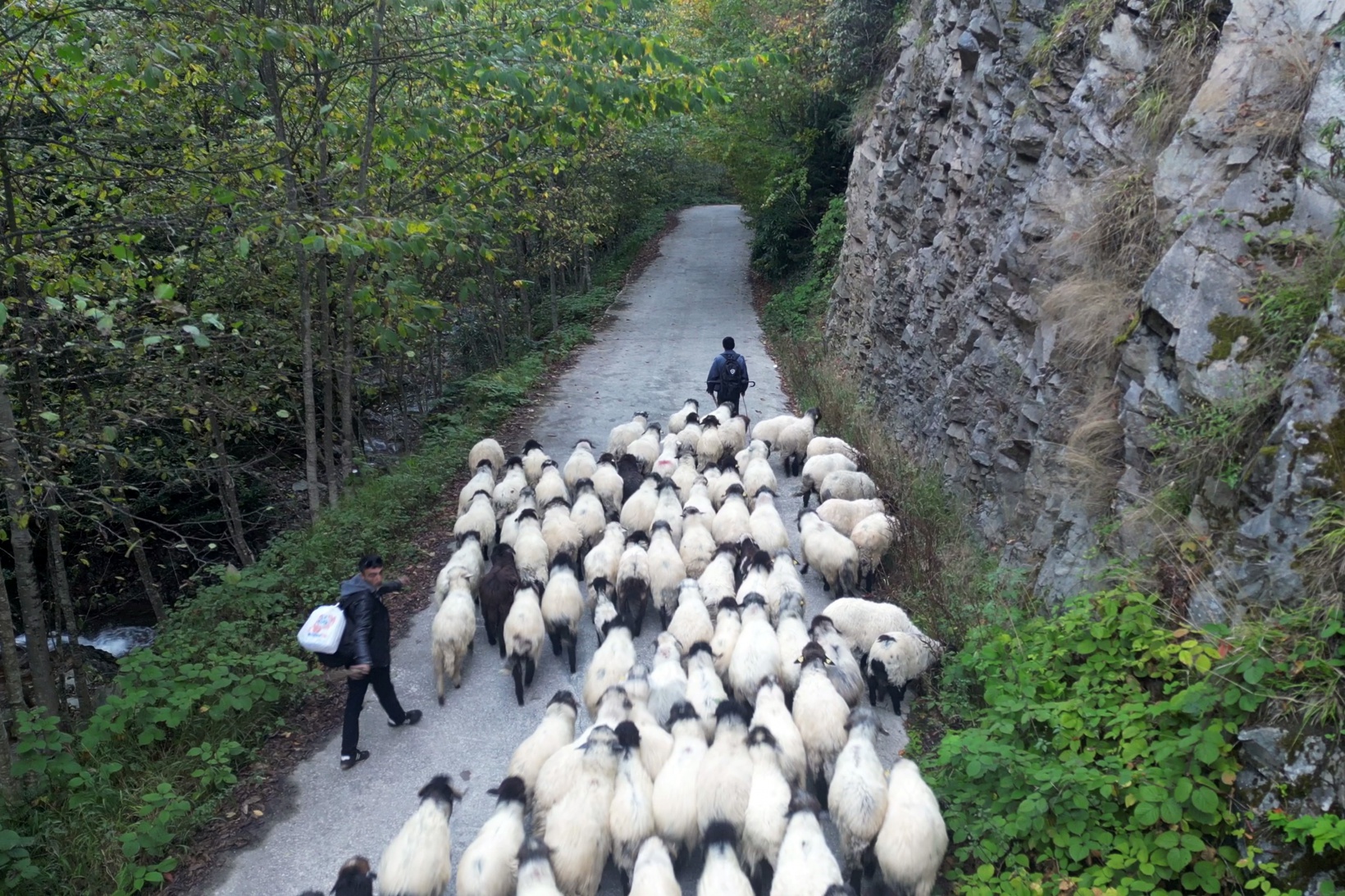 Gümüşhane'nin yüksek yaylalarından sürü göçleri devam ediyor 3