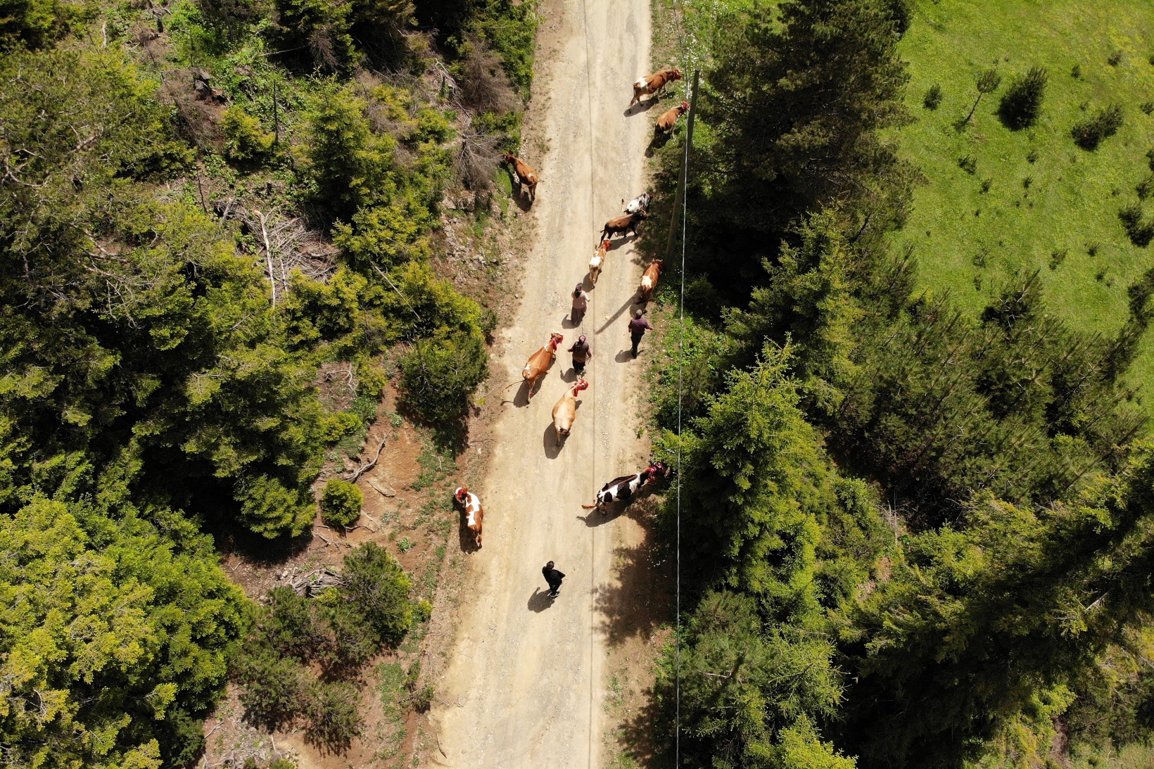 Yayla göçü renkli görüntülerle başladı 7