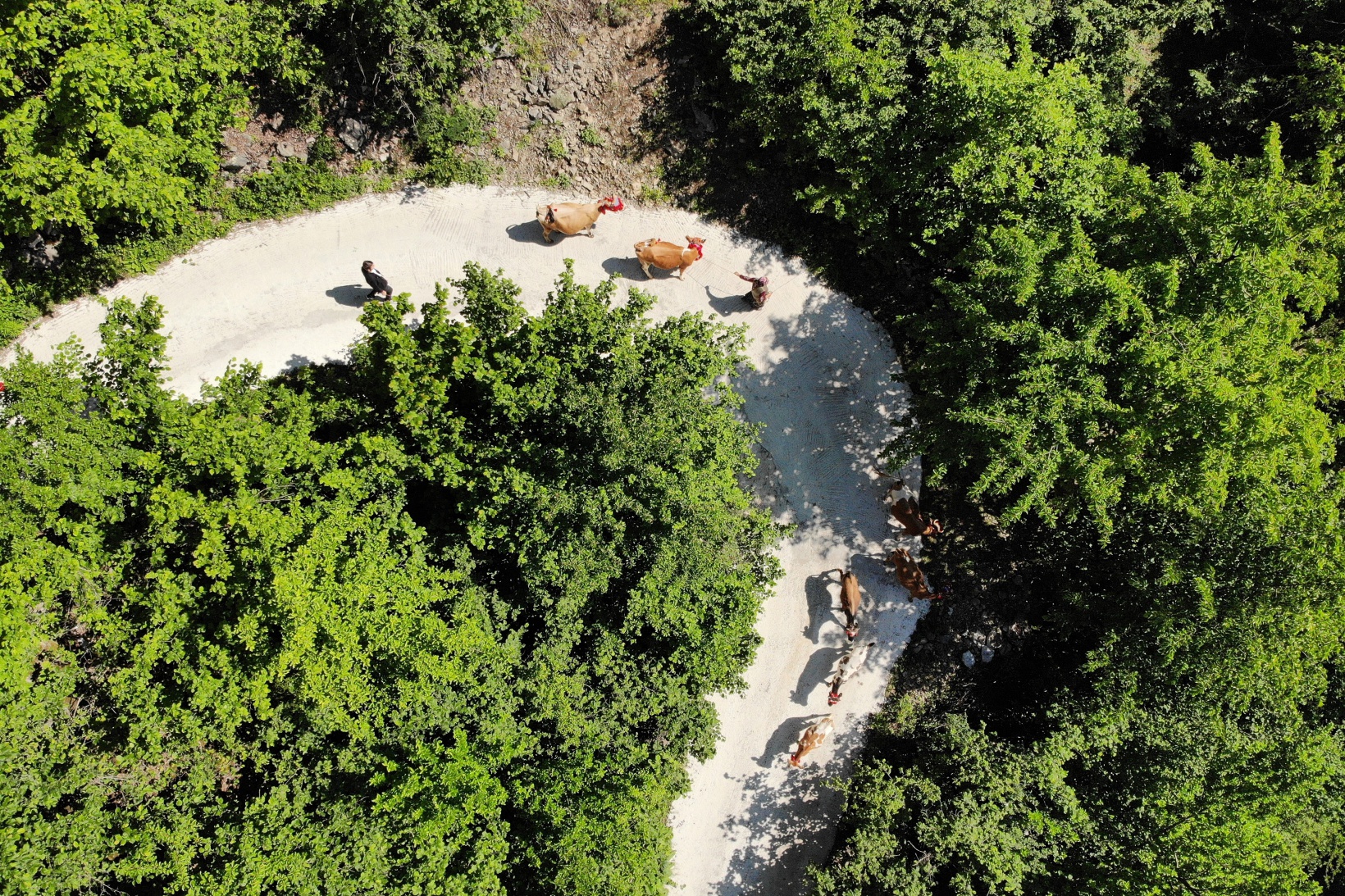 Yayla göçü renkli görüntülerle başladı 3