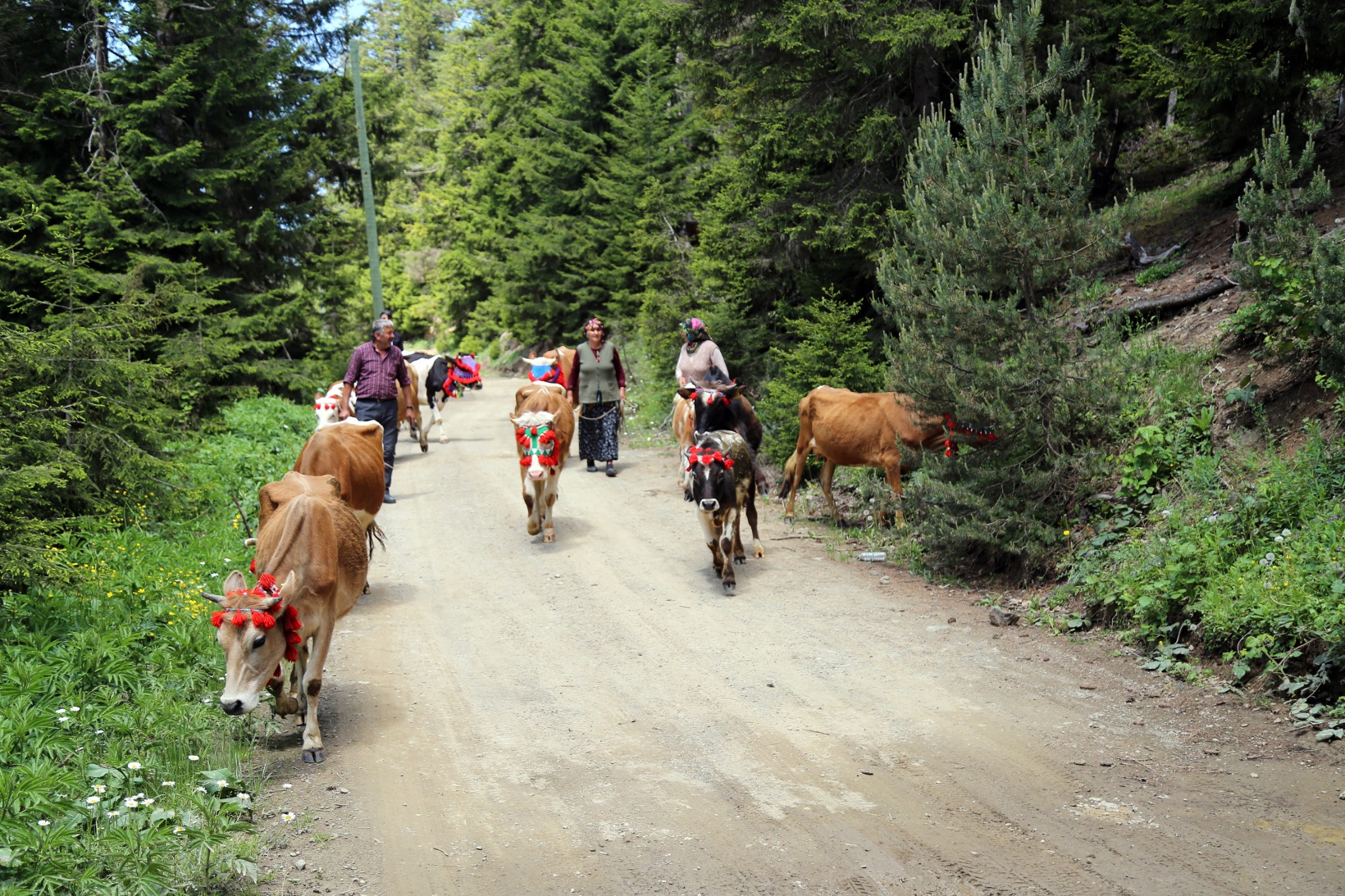 Yayla göçü renkli görüntülerle başladı 2