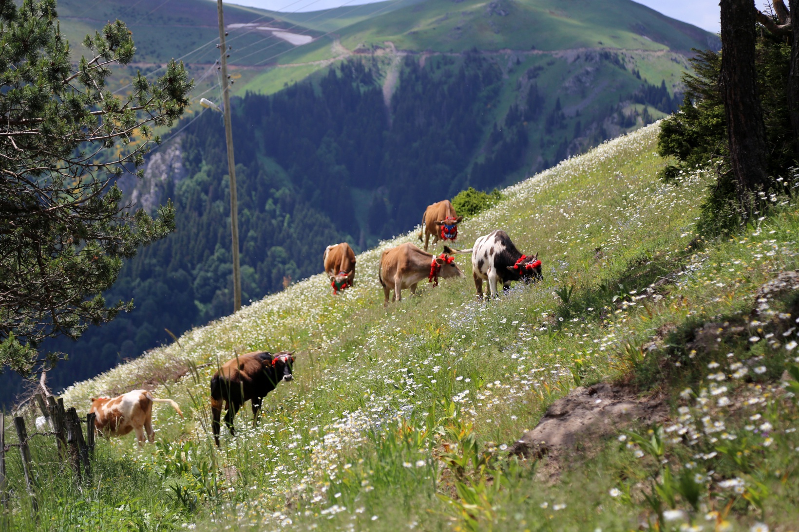 Yayla göçü renkli görüntülerle başladı 9