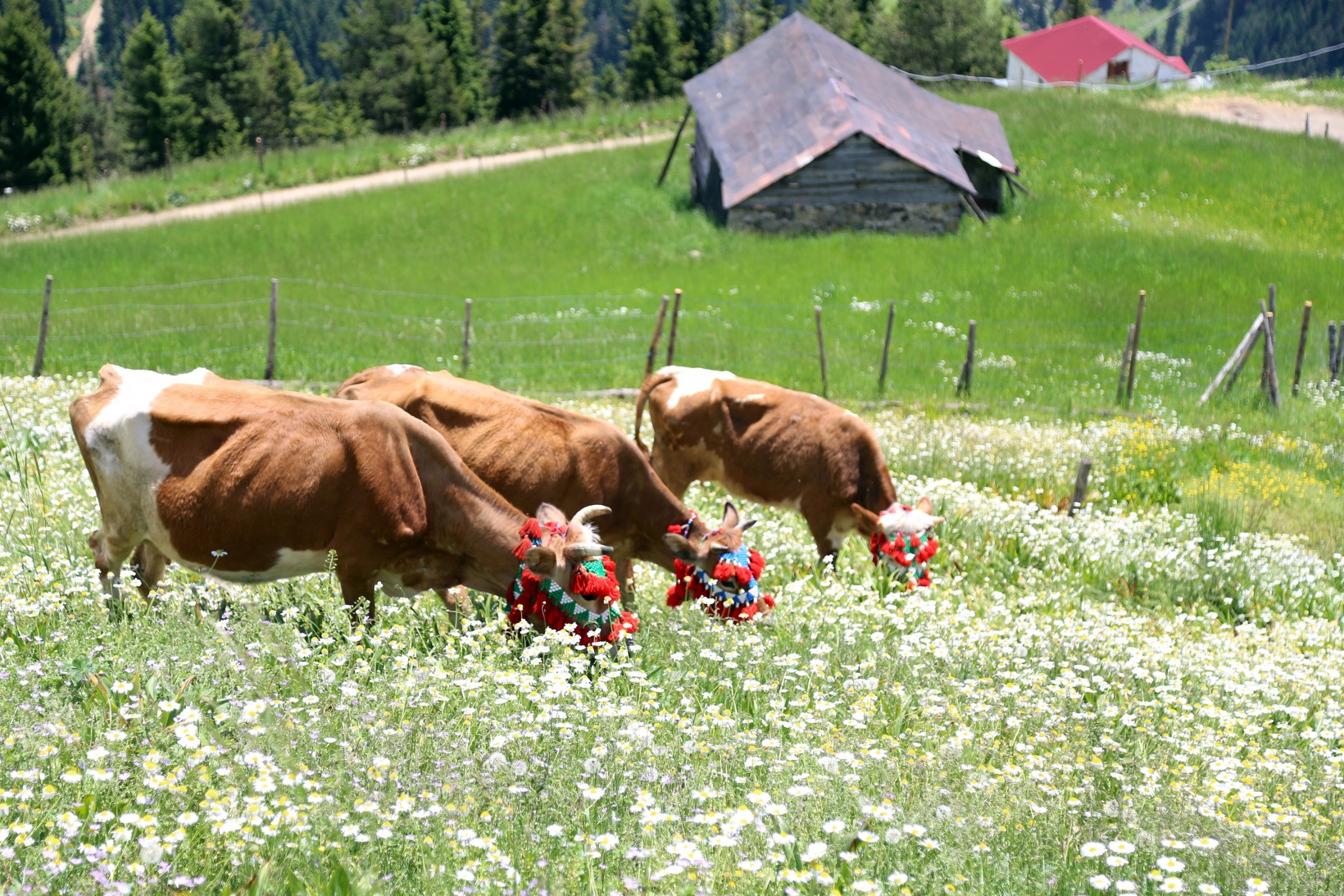 Yayla göçü renkli görüntülerle başladı 8