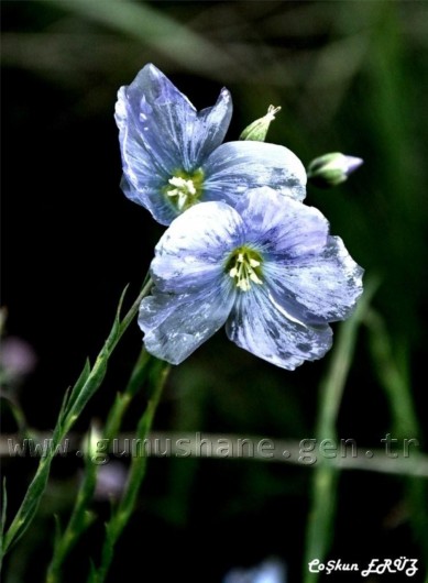 TEMA Vakfı Gümüşhane Dağlarında 46