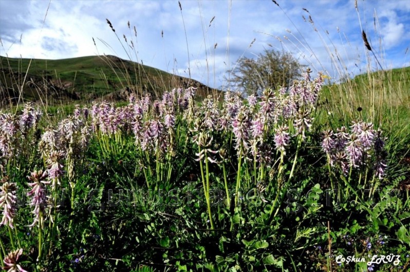 TEMA Vakfı Gümüşhane Dağlarında 47