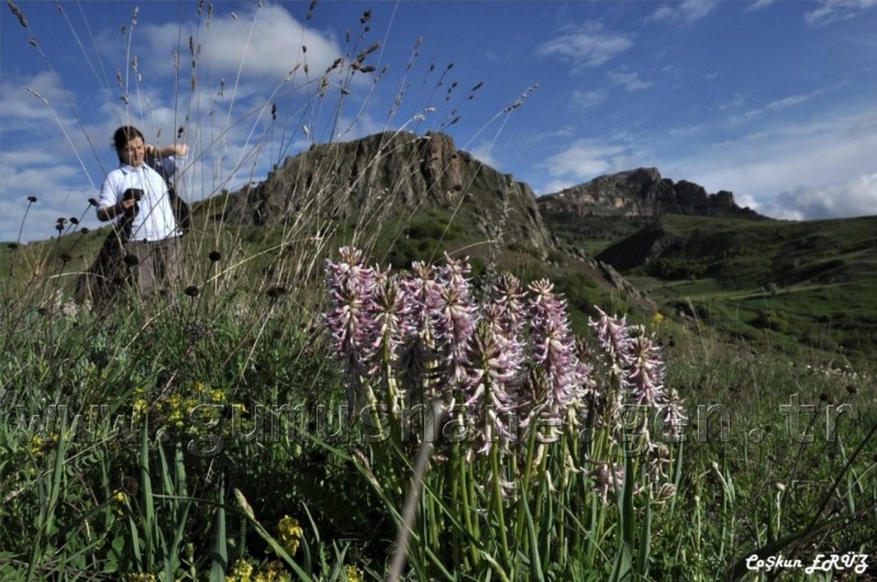 TEMA Vakfı Gümüşhane Dağlarında 50