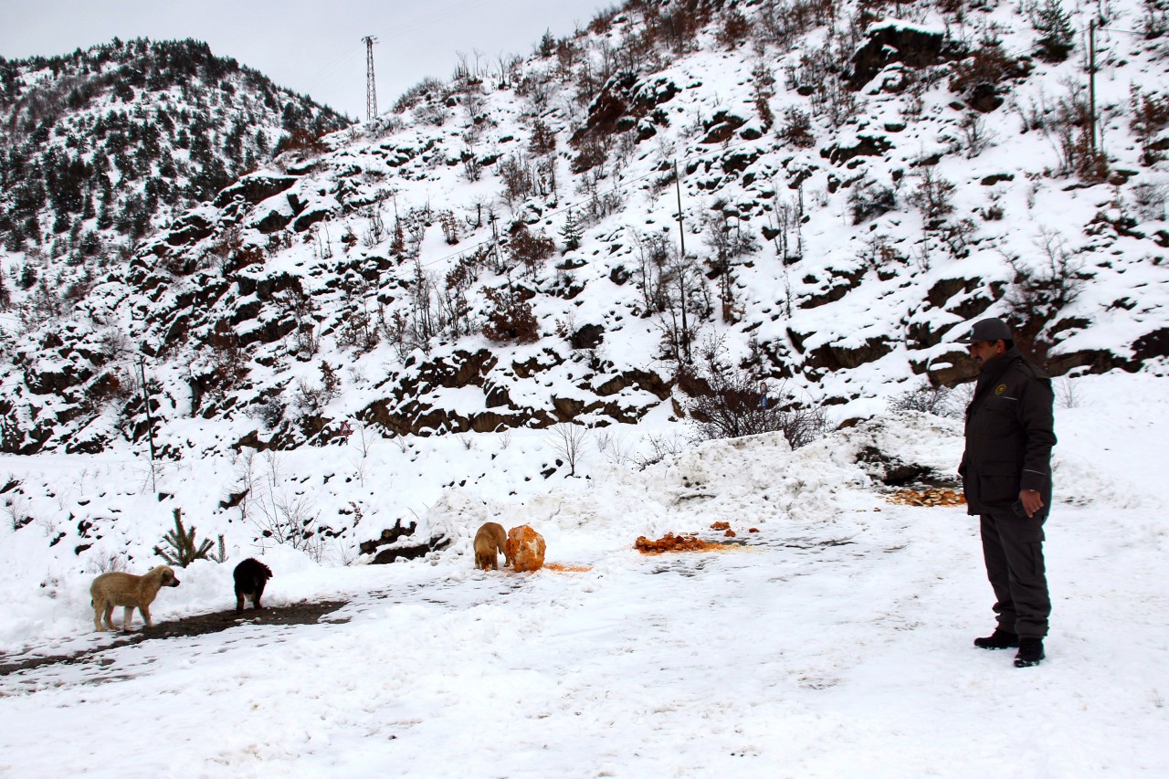 Zigana dağındaki sahipsiz hayvanlara yem bırakıldı 2