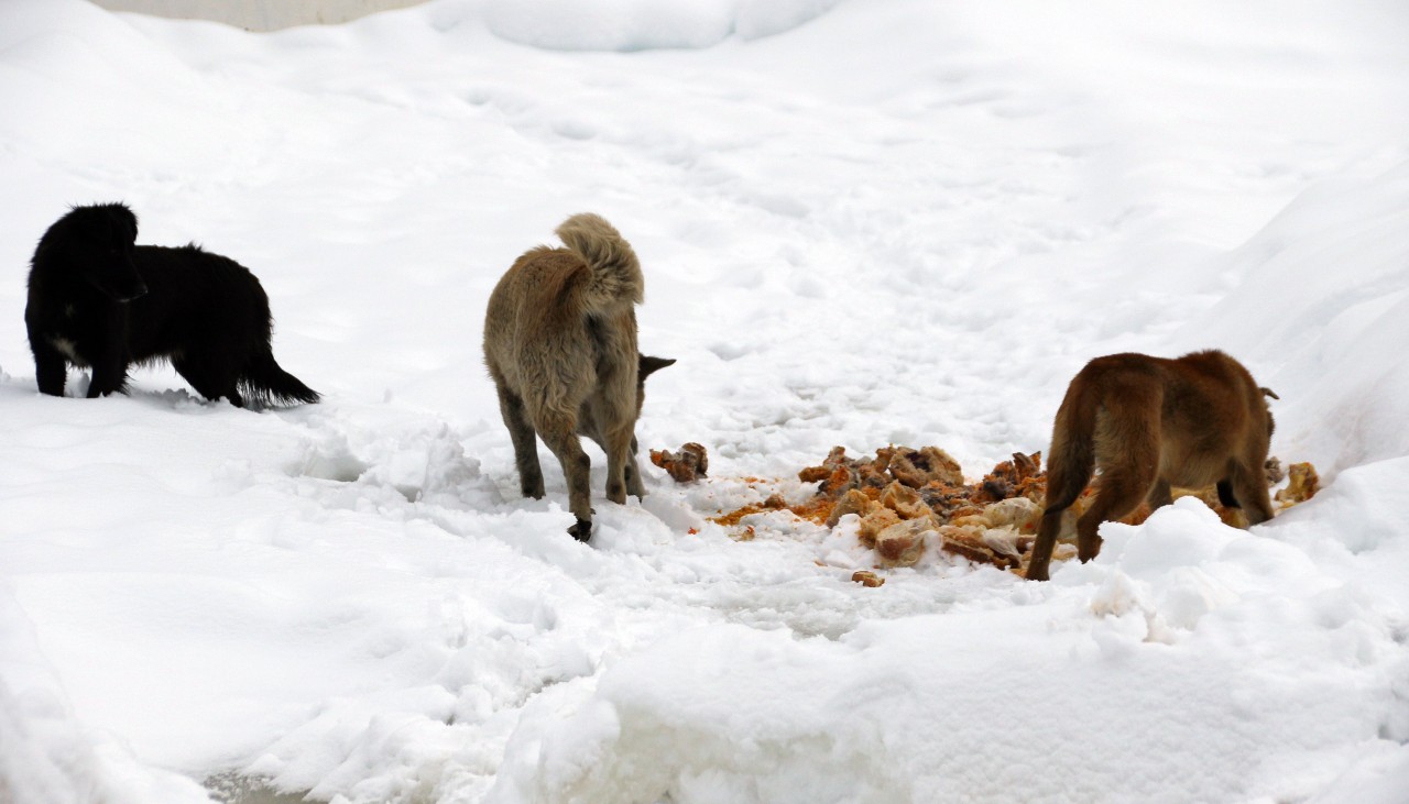 Zigana dağındaki sahipsiz hayvanlara yem bırakıldı 3