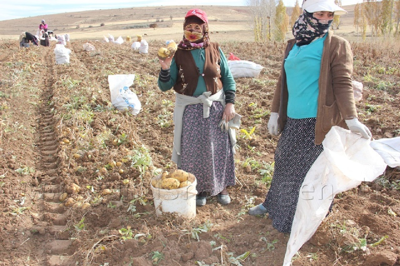 Övünce'den Patates Fışkırıyor 9