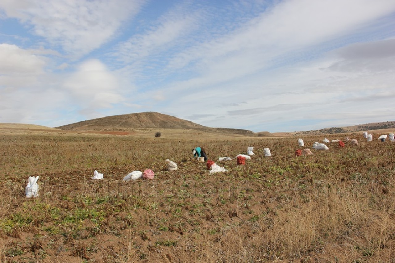 Övünce'den Patates Fışkırıyor 2
