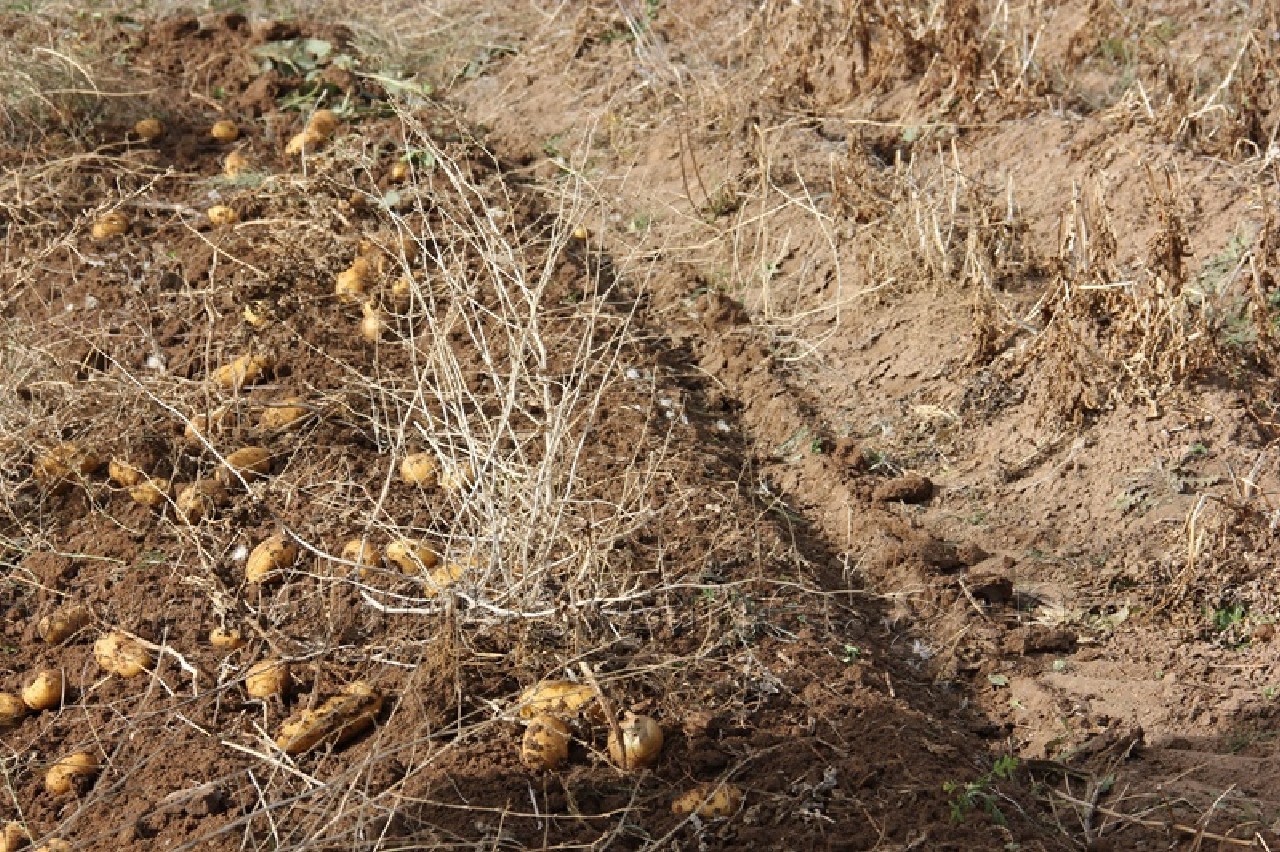 Övünce'den Patates Fışkırıyor 5