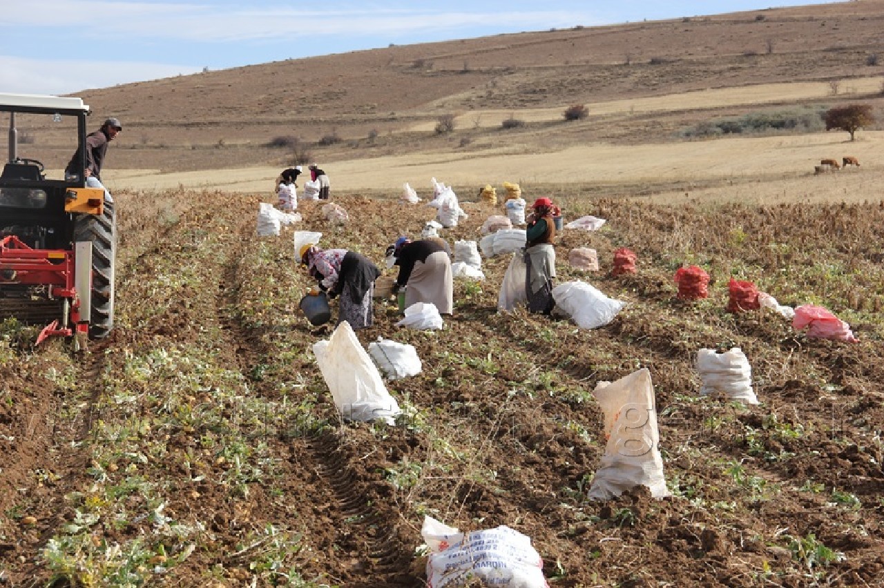 Övünce'den Patates Fışkırıyor 6