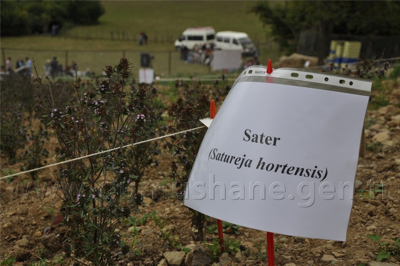 Uluköy'de Tıbbi ve Aromatik Bitkiler Hasat Şenliği  2