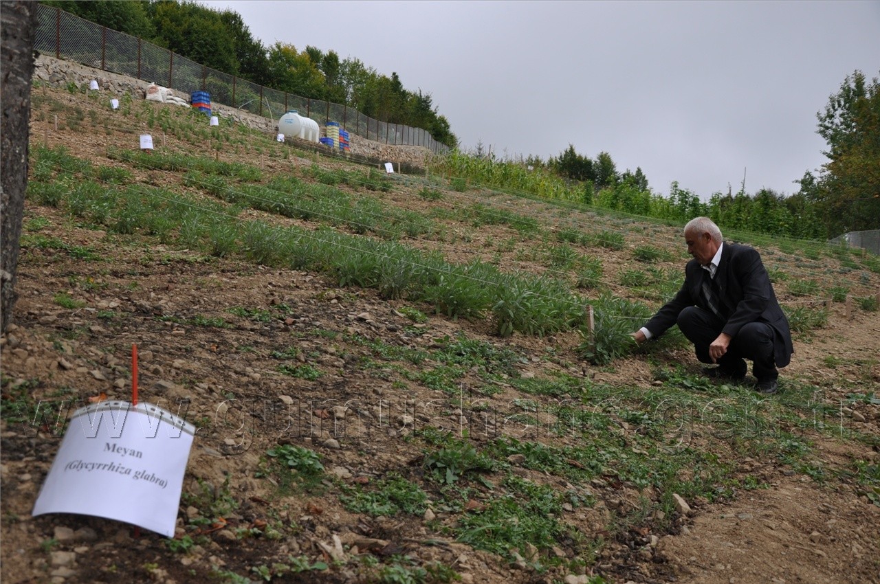 Uluköy'de Tıbbi ve Aromatik Bitkiler Hasat Şenliği  3