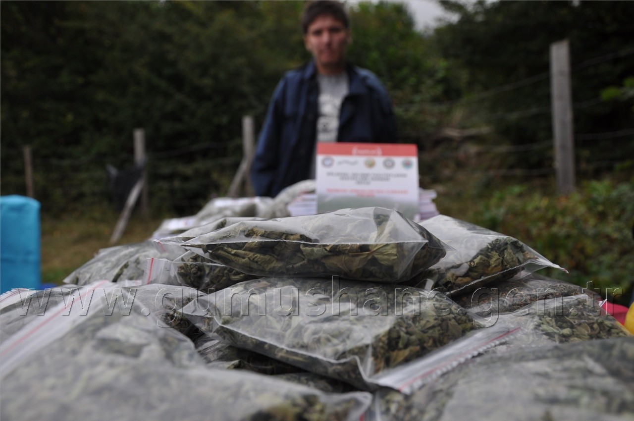 Uluköy'de Tıbbi ve Aromatik Bitkiler Hasat Şenliği  4