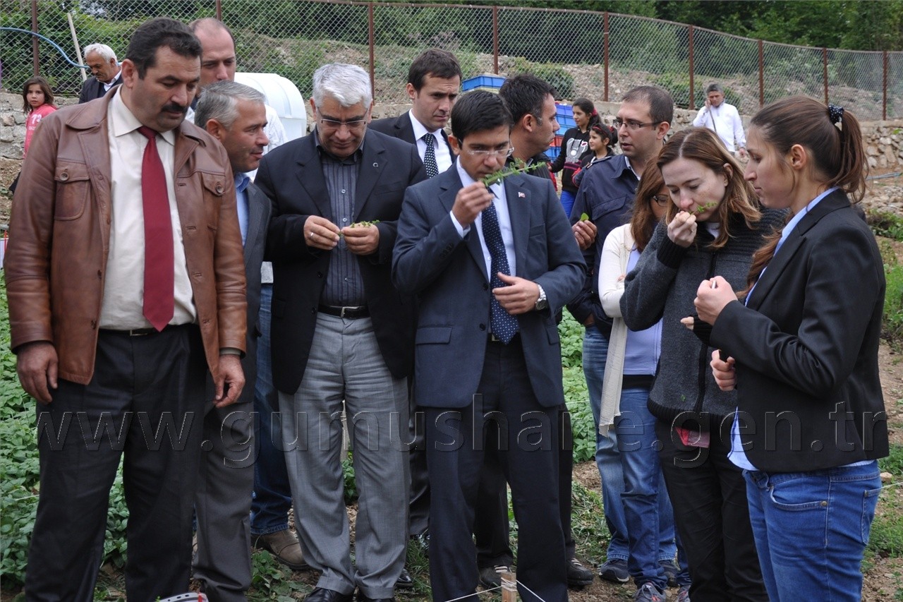 Uluköy'de Tıbbi ve Aromatik Bitkiler Hasat Şenliği  13