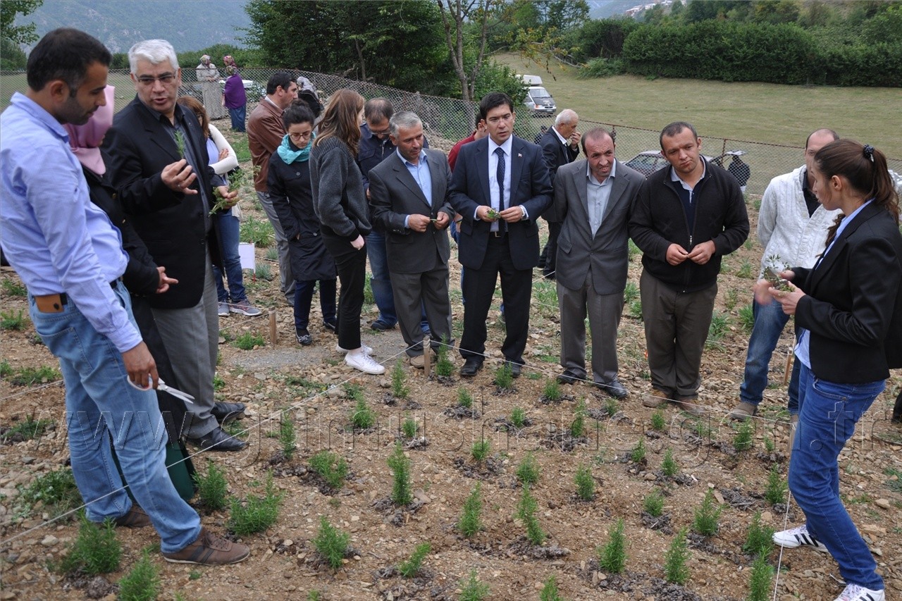 Uluköy'de Tıbbi ve Aromatik Bitkiler Hasat Şenliği  14