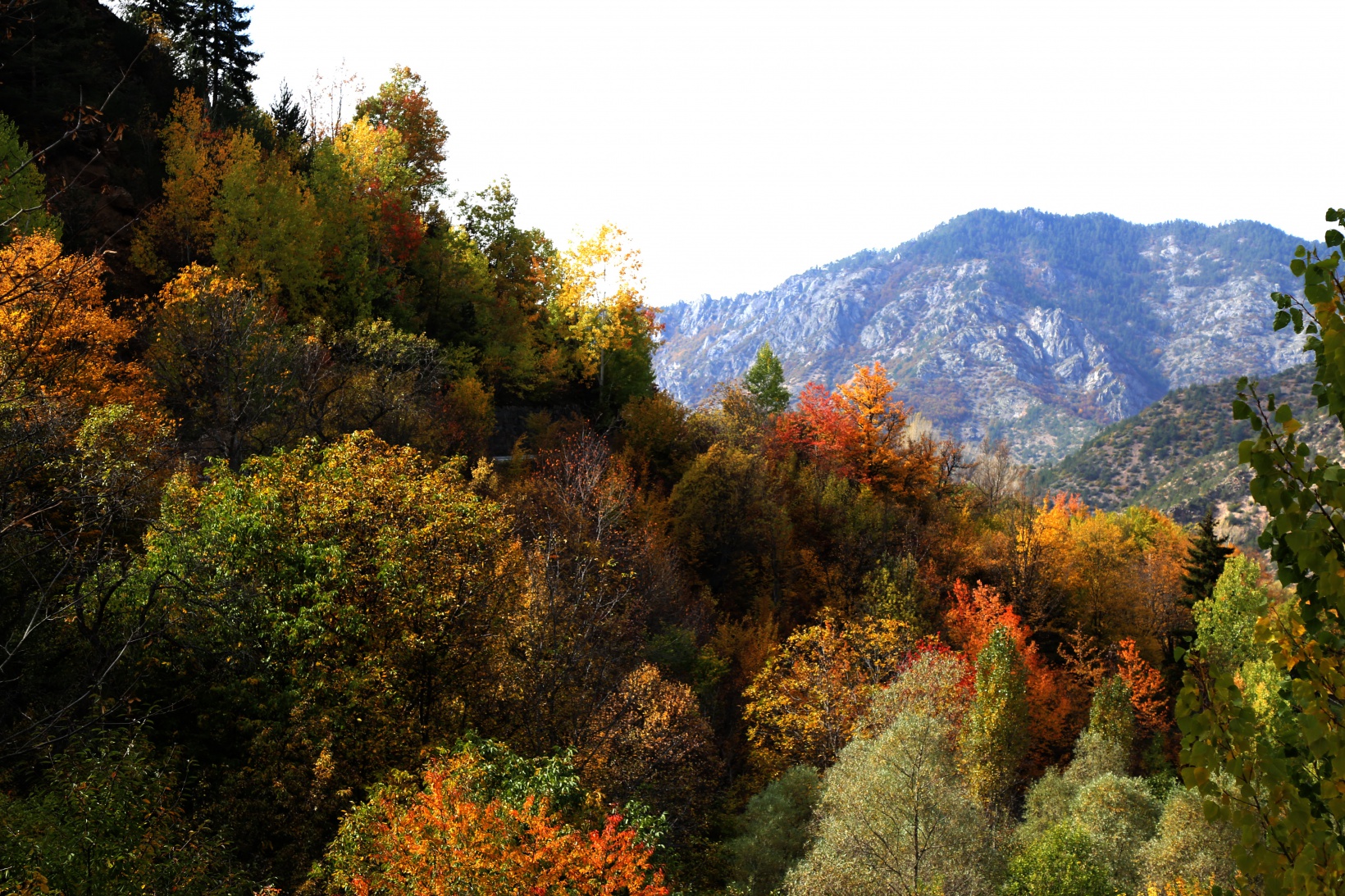 Zigana dağında renk cümbüşü 14