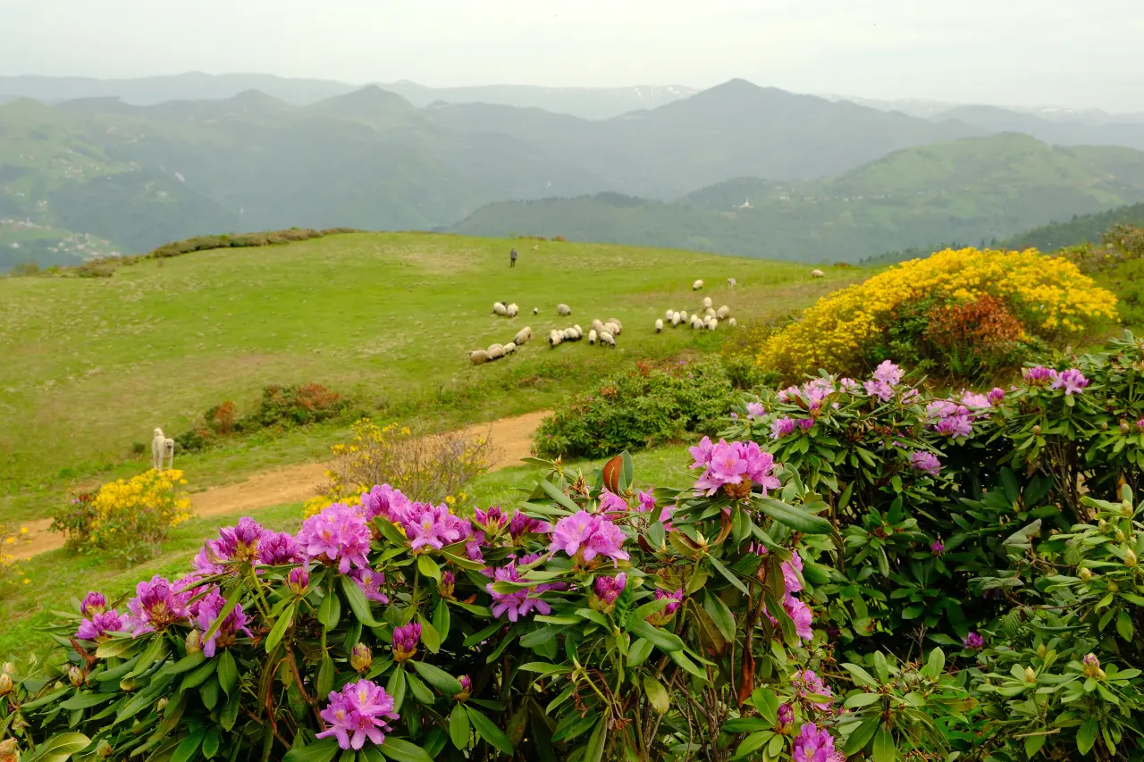 GÜDAK’tan Gençlik Haftası’na Özel Doğa Yürüyüşü ve Kamp Etkinliği! 2