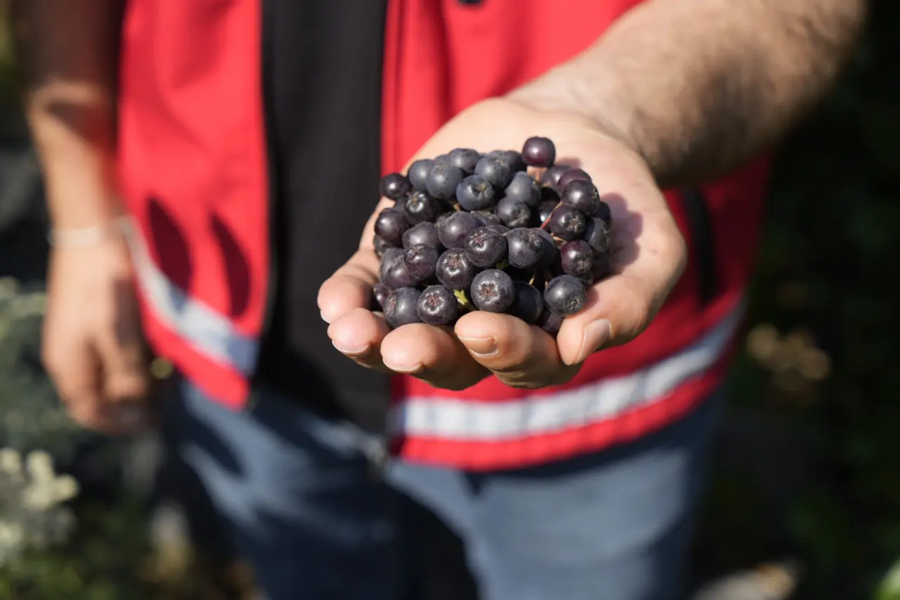 Gümüşhane’de ‘süper meyve’ aronya yüzleri güldürdü 3