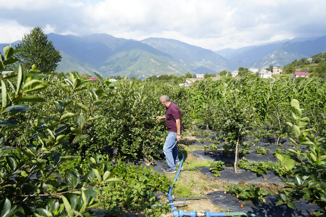 Gümüşhane’de ‘süper meyve’ aronya yüzleri güldürdü 4