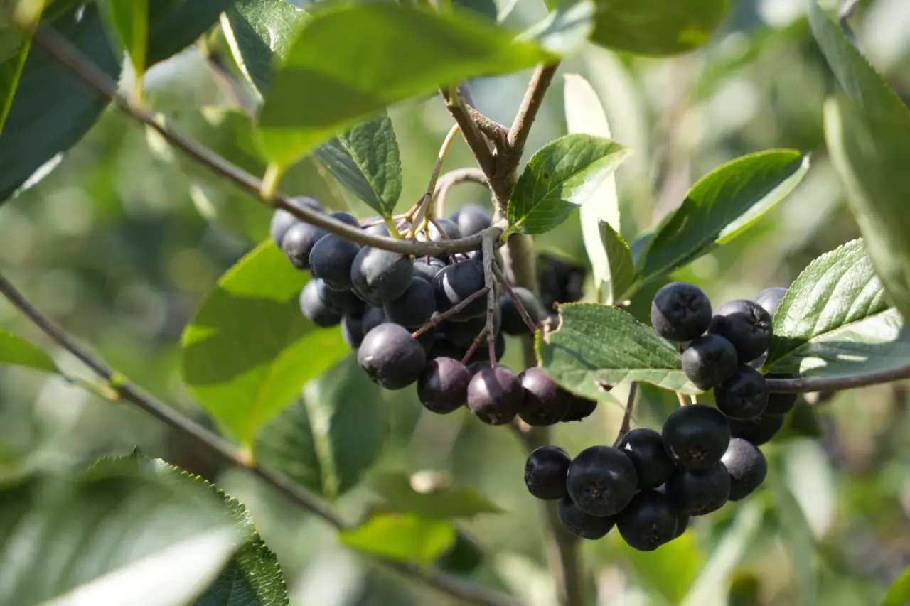 Gümüşhane’de ‘süper meyve’ aronya yüzleri güldürdü 8