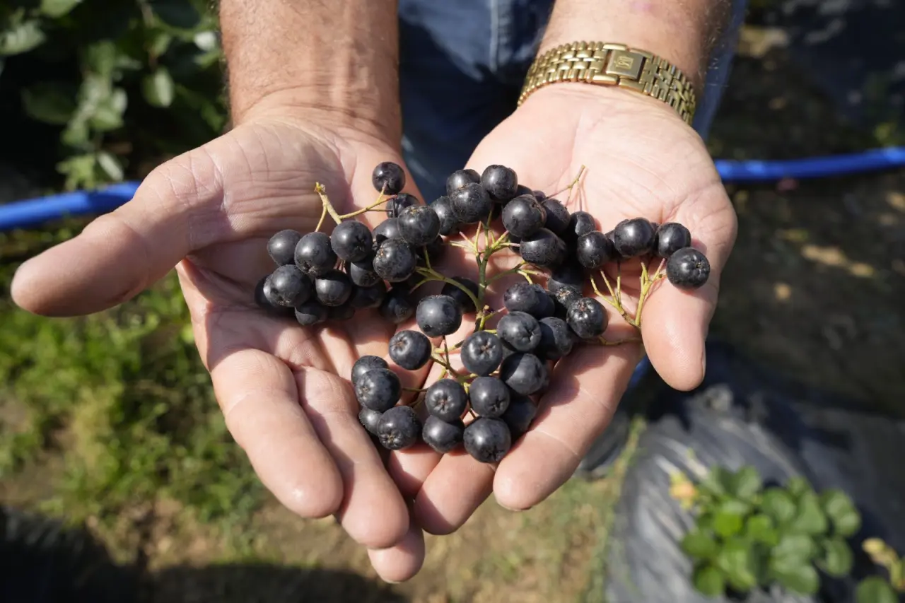 Gümüşhane’de ‘süper meyve’ aronya yüzleri güldürdü 1
