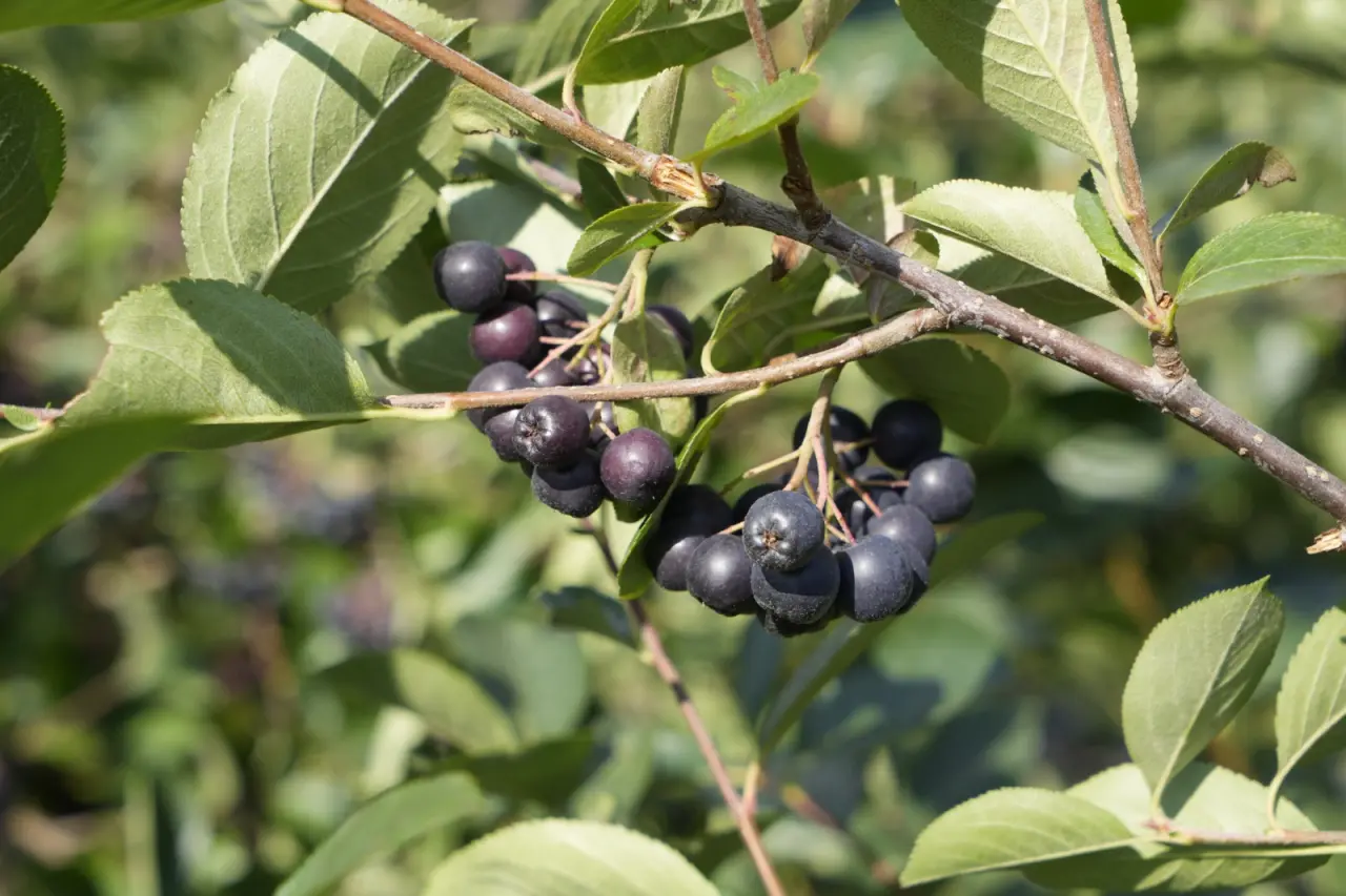 Gümüşhane’de ‘süper meyve’ aronya yüzleri güldürdü 6