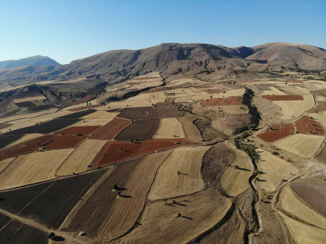 Gümüşhane’de karabuğday hasadı başladı 1
