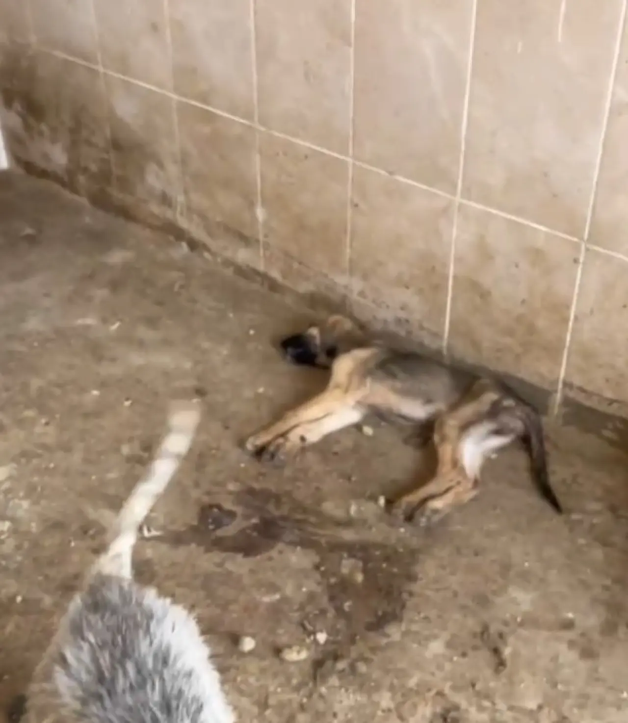 Gümüşhane’de Hayvan Barınağında Ölüm İddiaları: Valilik İnceleme Başlattı, Belediye Açıklama Yaptı 1