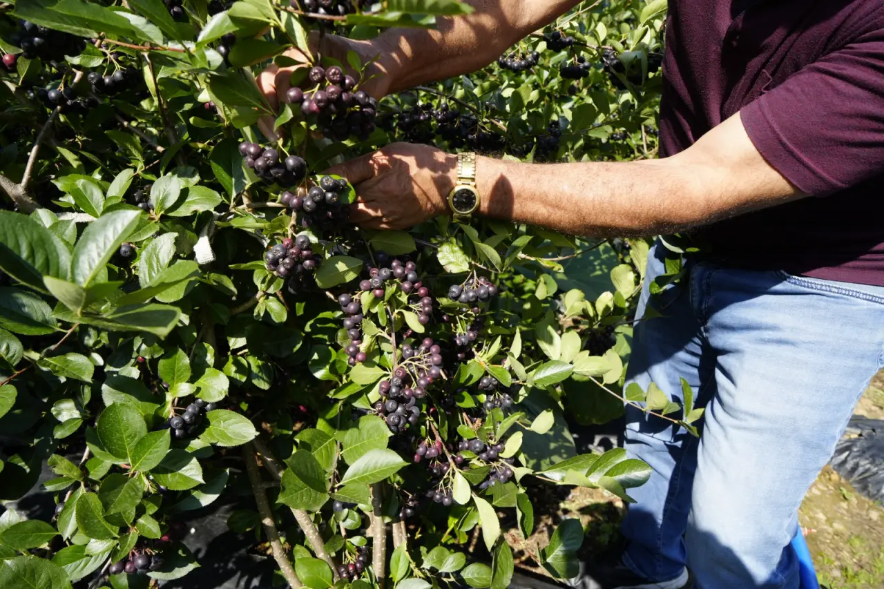 Gümüşhane’de ‘süper meyve’ aronya yüzleri güldürdü 5