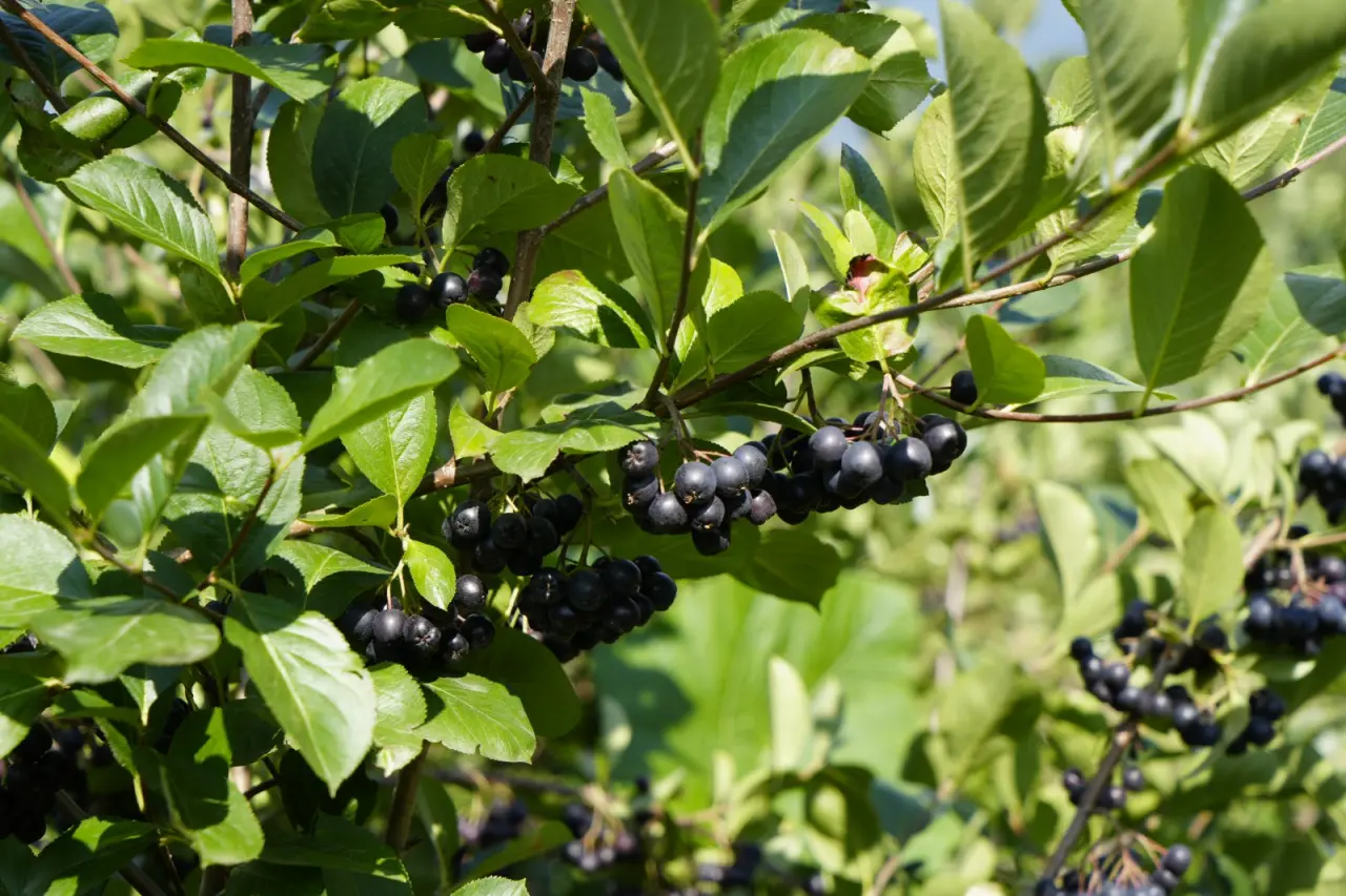Gümüşhane’de ‘süper meyve’ aronya yüzleri güldürdü 7